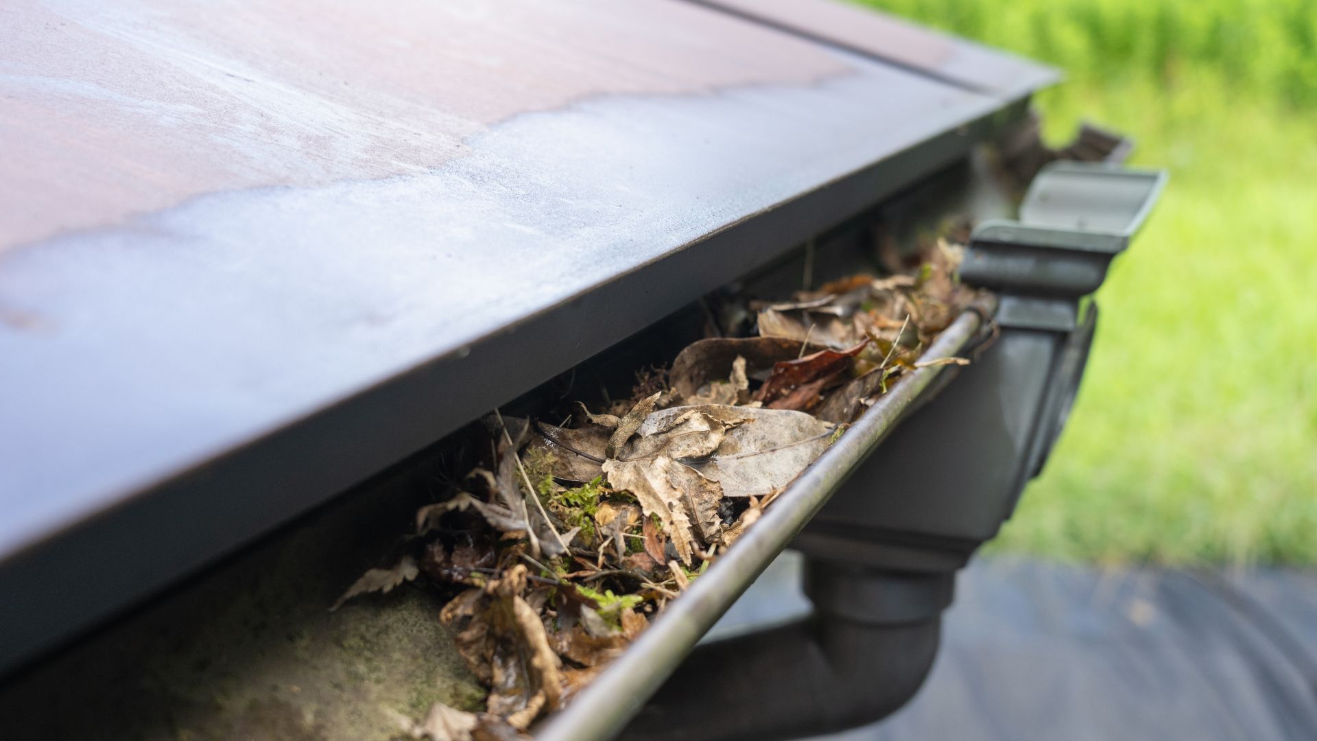 A close up of a gutter filled with leaves and moss.