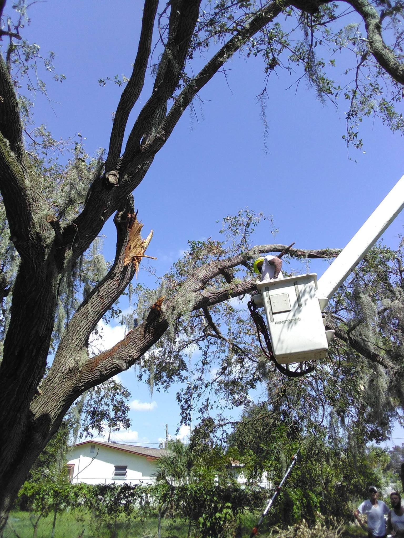 A man in a bucket is cutting a tree