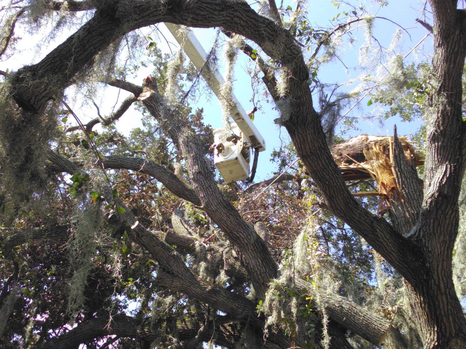 A man in a bucket is cutting a tree
