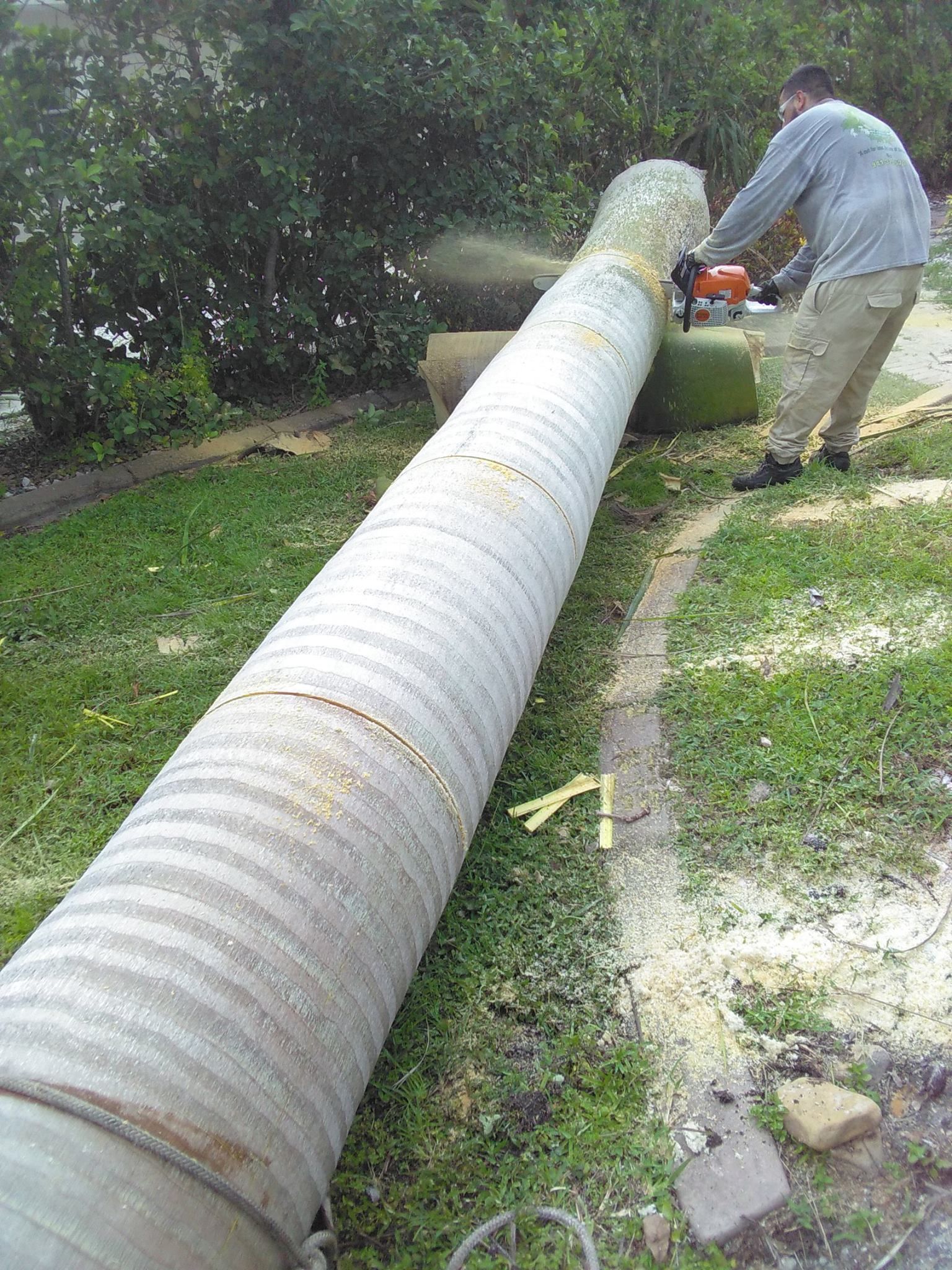 Stump Removal | Sarasota, FL | T.B.B Tree Service