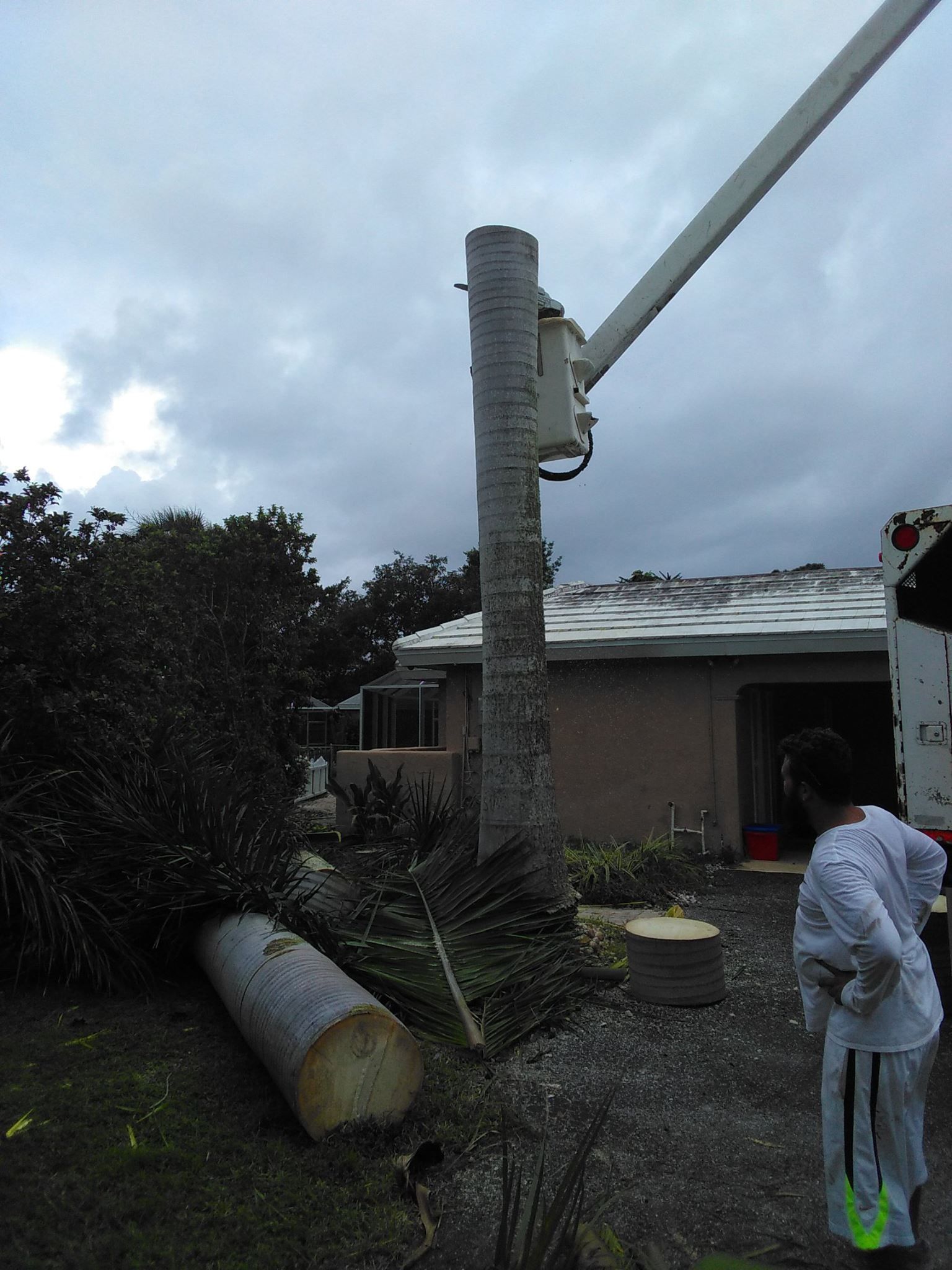 Tree Removal Services | Sarasota, FL | T.B.B Tree Service