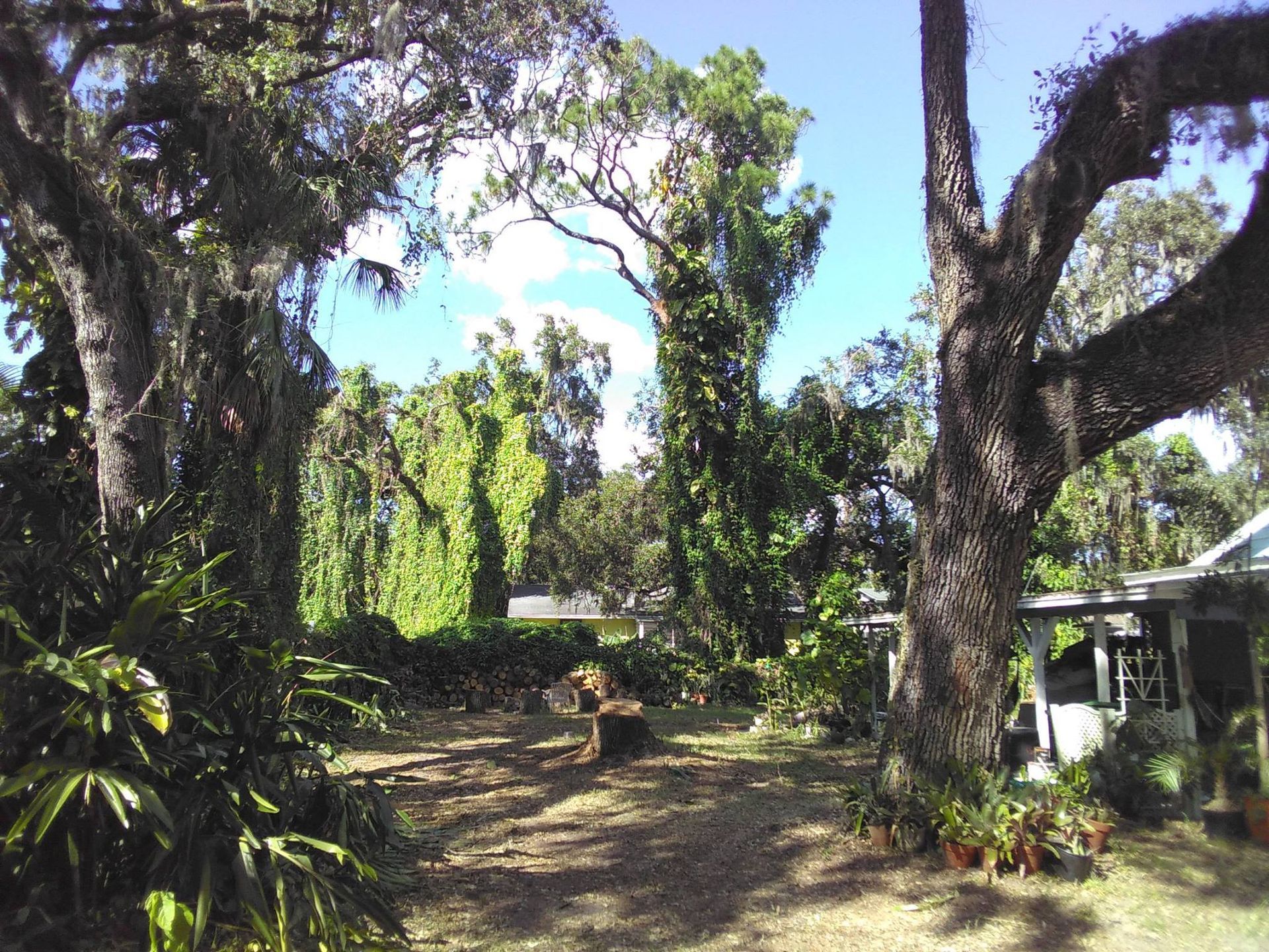 A house is surrounded by trees and bushes on a sunny day