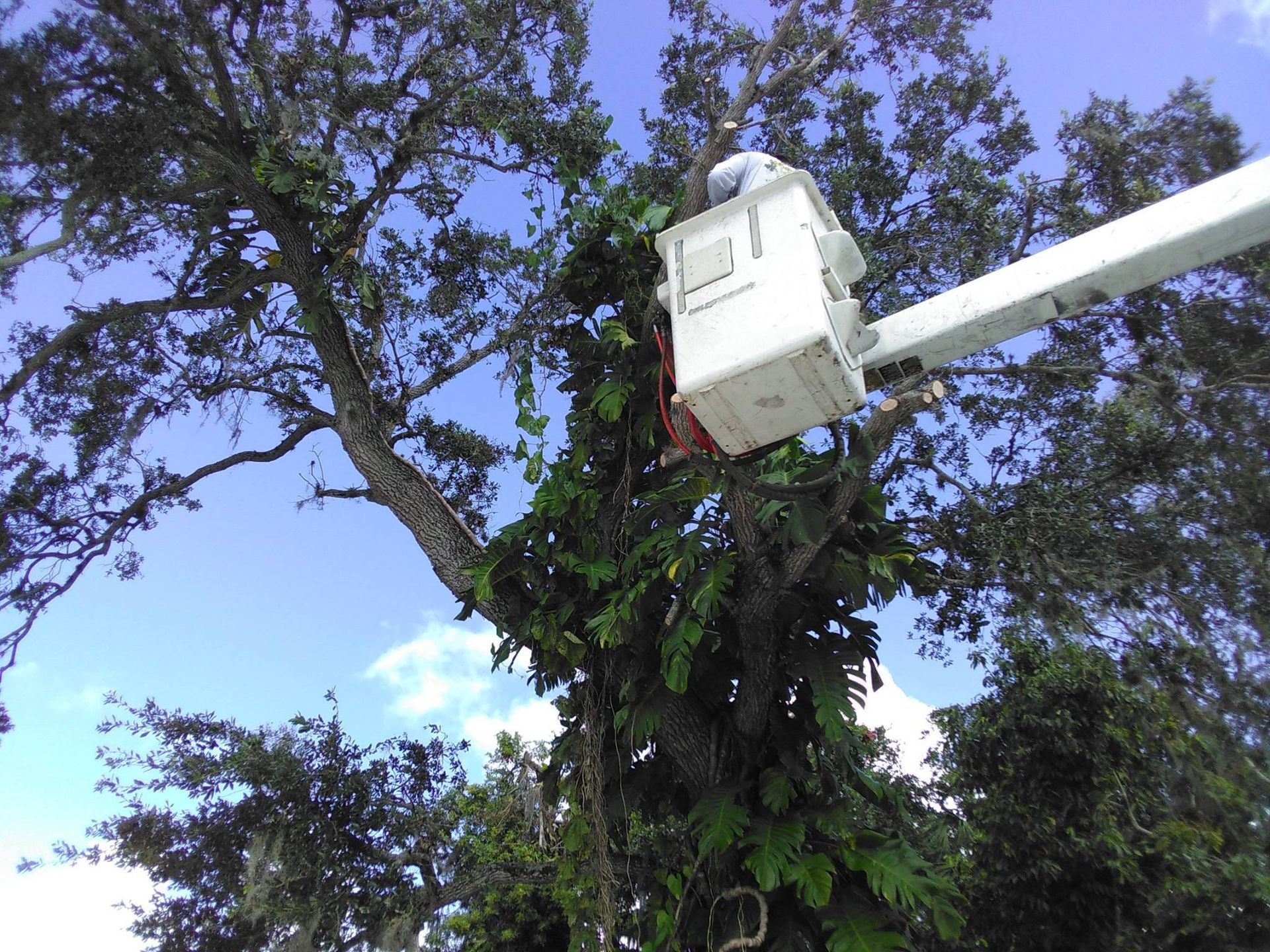 Commercial Tree Services | Sarasota, FL | T.B.B Tree Service