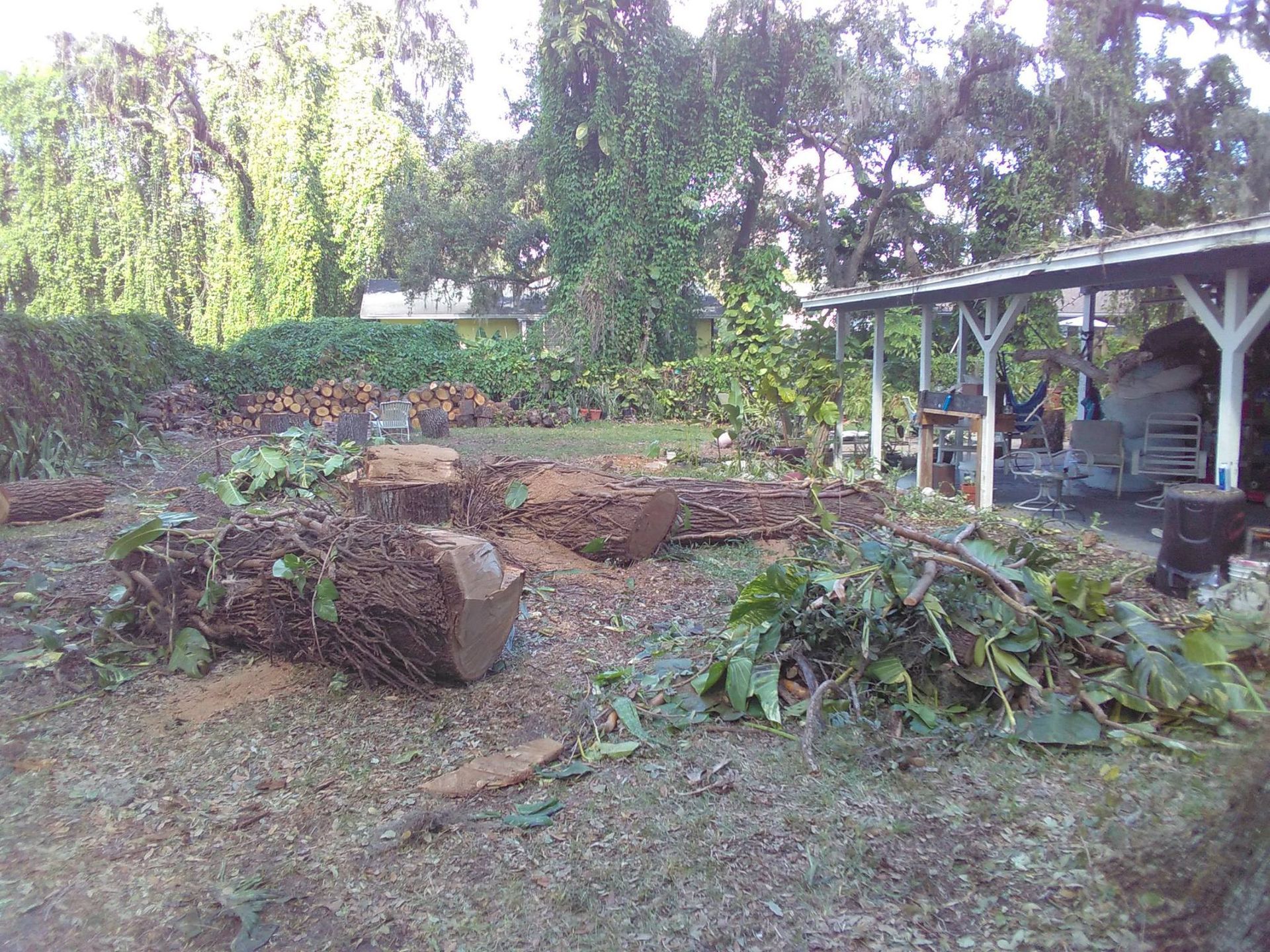 A lot of logs are laying on the ground in a yard.