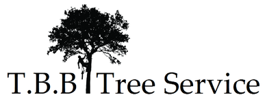 Tree Service Company | Sarasota, FL | T.B.B Tree Service