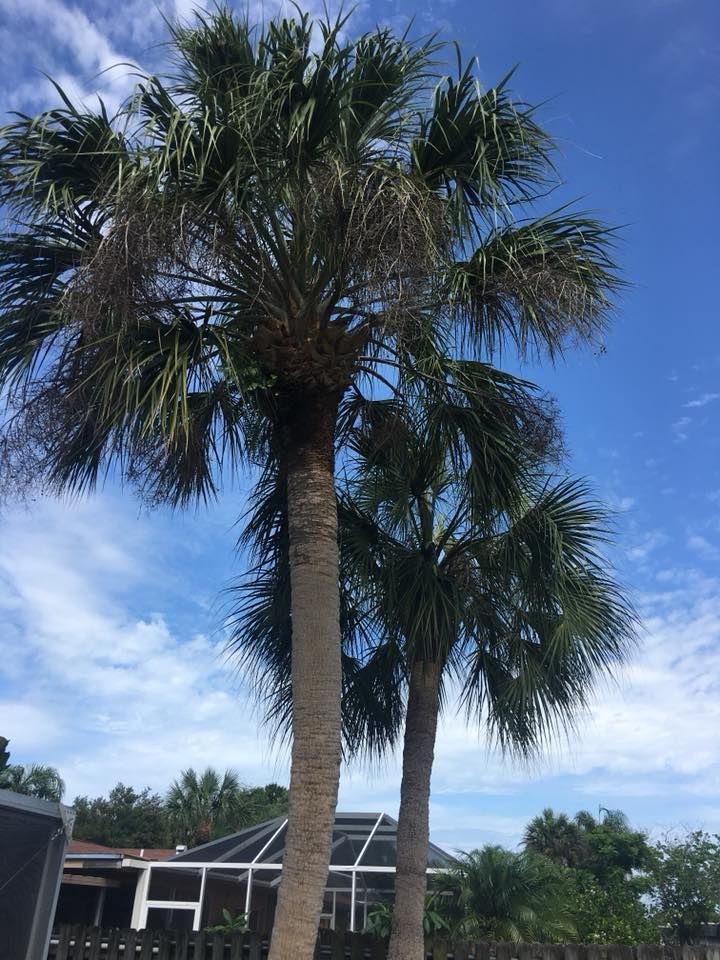 Two palm trees are standing next to each other in front of a house.