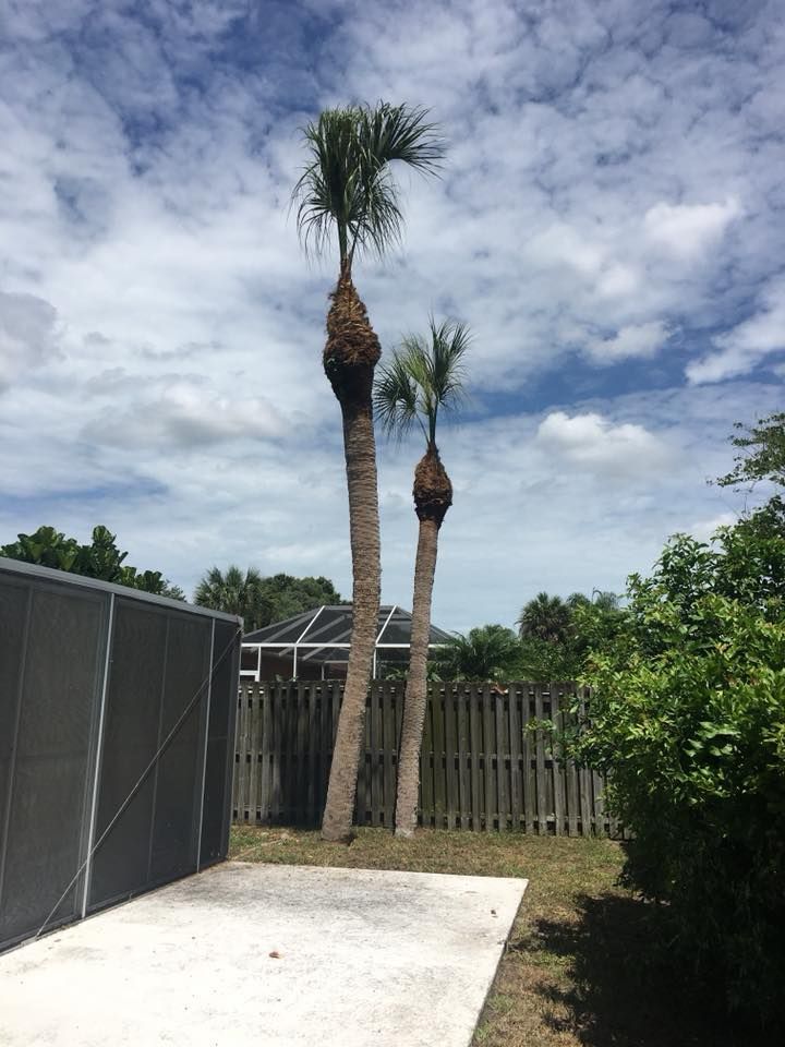 Two palm trees are standing next to each other in a backyard.