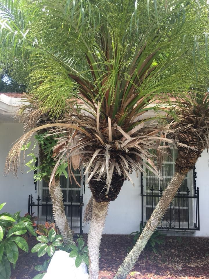 A palm tree is growing in front of a white house.