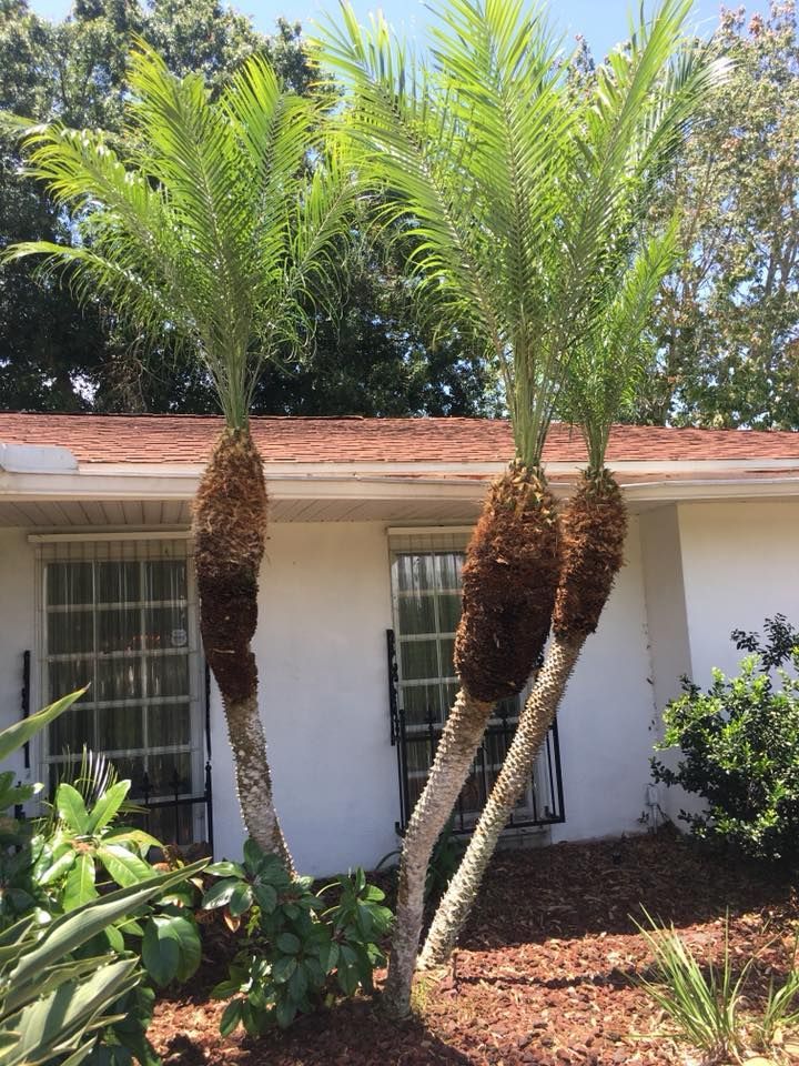 Two palm trees are growing in front of a white house.