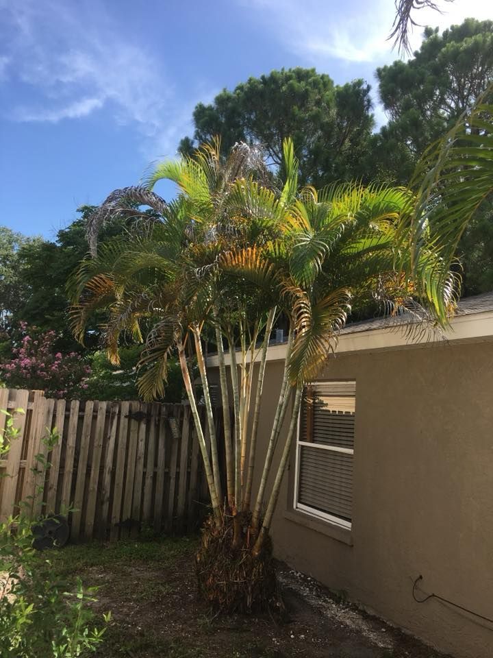 Tree Pruning | Sarasota, FL | T.B.B Tree Service