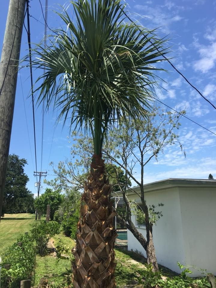 Tree Trimming | Sarasota, FL | T.B.B Tree Service