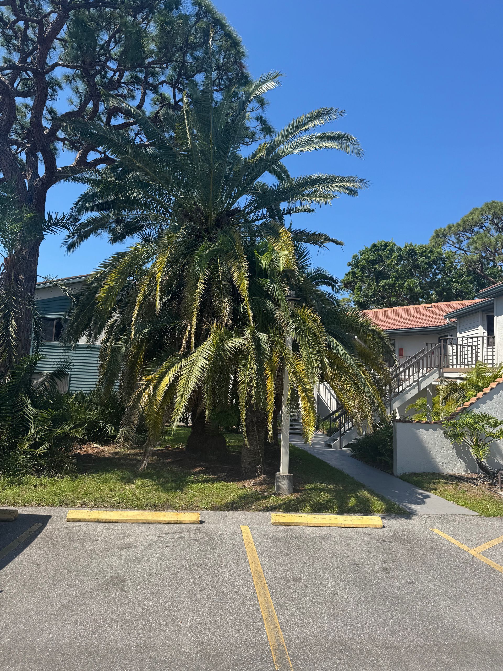 A palm tree is in the middle of a parking lot in front of a house.