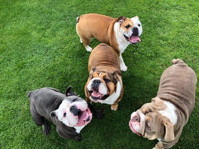 Bulldogs