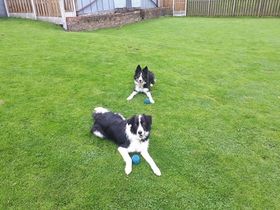 Border Collies at Burnedge Boarding Kennels