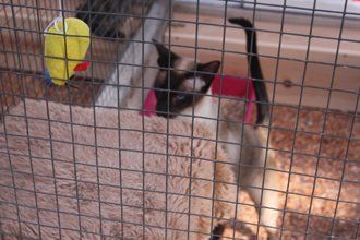 Siamese Cat at Burnedge Boarding kennels
