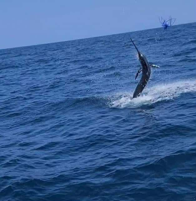Marling Fishing in the Gulf Stream Outer Banks.  Blue marlin leaping out of turquoise water.