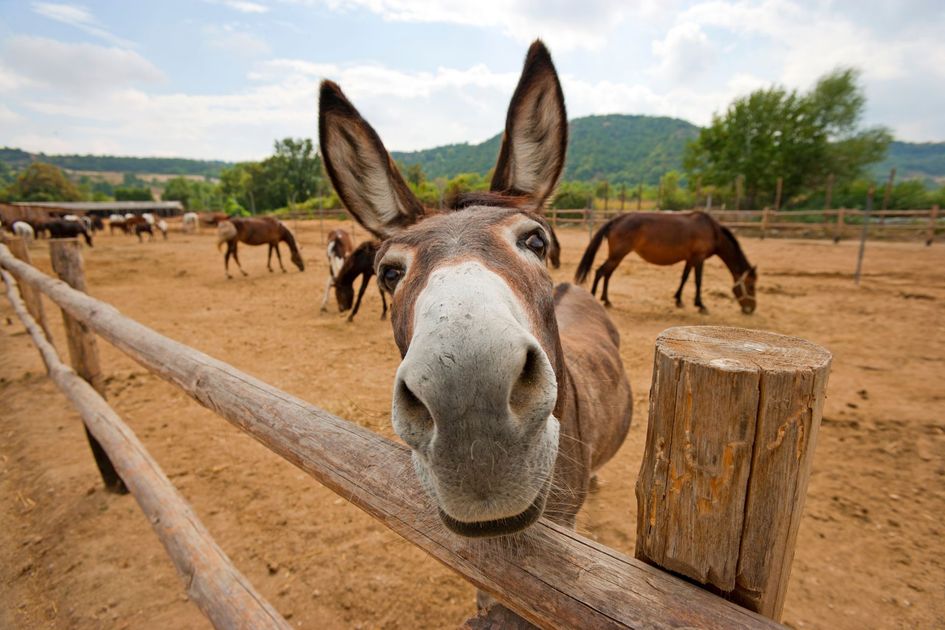 Donkeys around desert water troughs with sand dunes and sparse shrubs under a clear sky.
