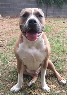 All dogs training AZ Kobe Full profile