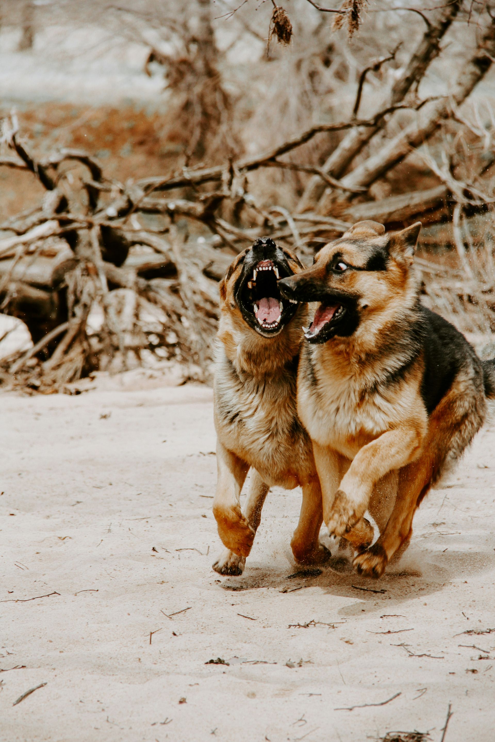 All Dogs Training AZ Aggressive Behavior2