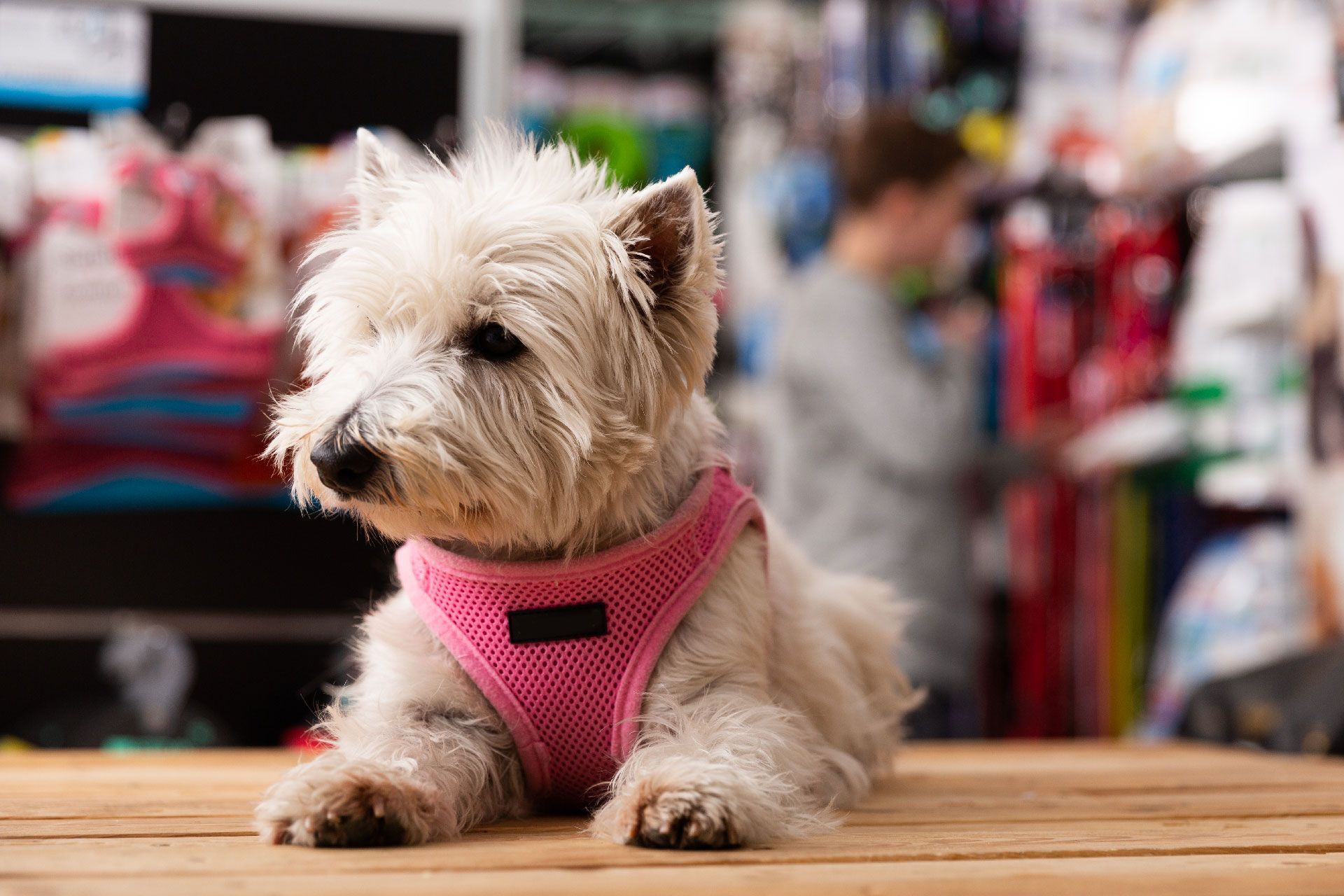 Un pequeño perro blanco que lleva un arnés rosa está acostado sobre una mesa de madera.