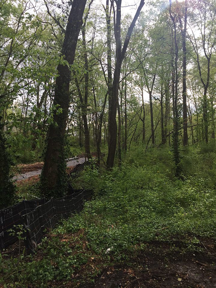 A lush green forest with trees and shrubs surrounding a road.