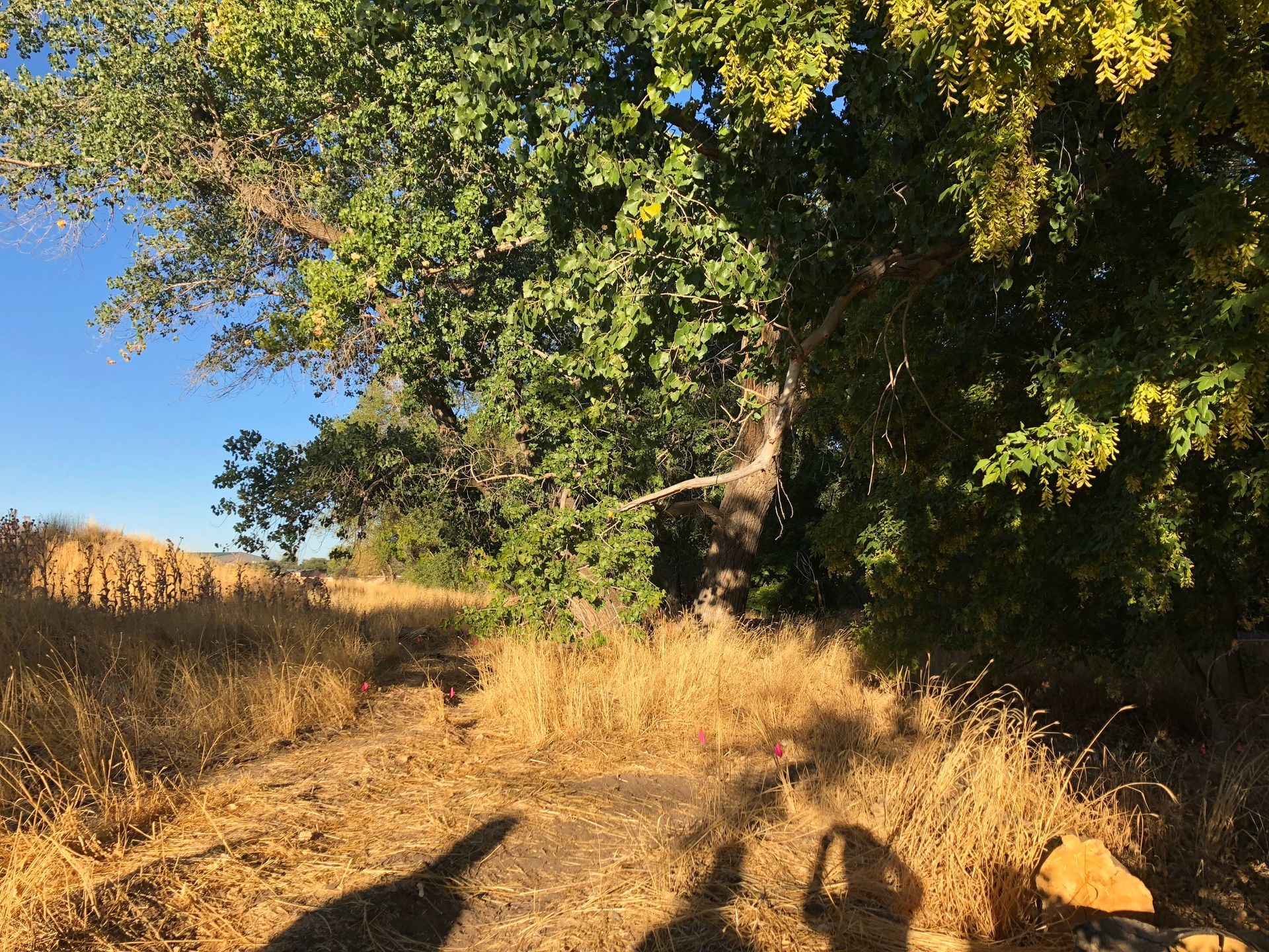 A shadow of a person is cast on a dirt path in a field.