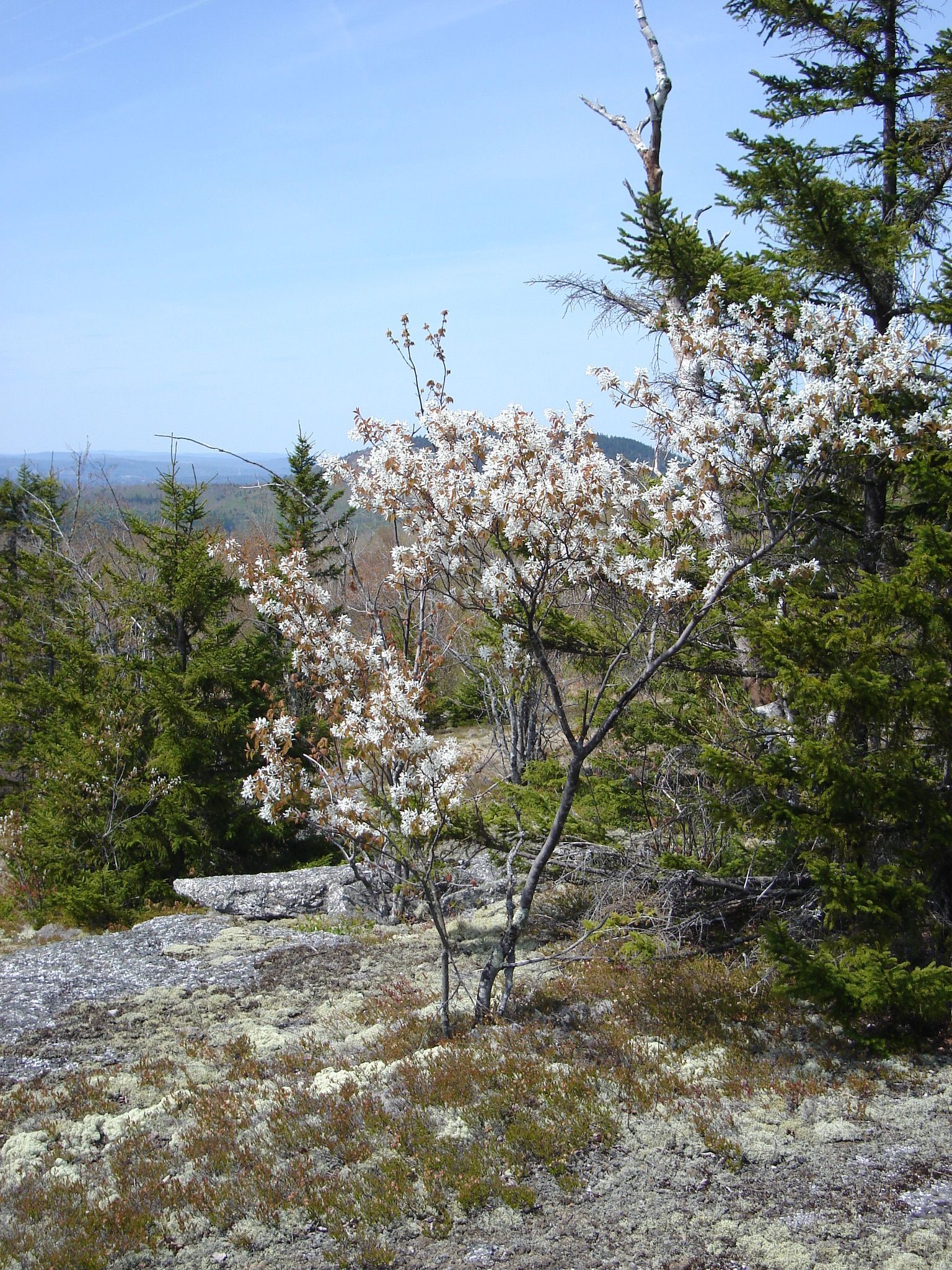 A tree with white flowers in the middle of a forest