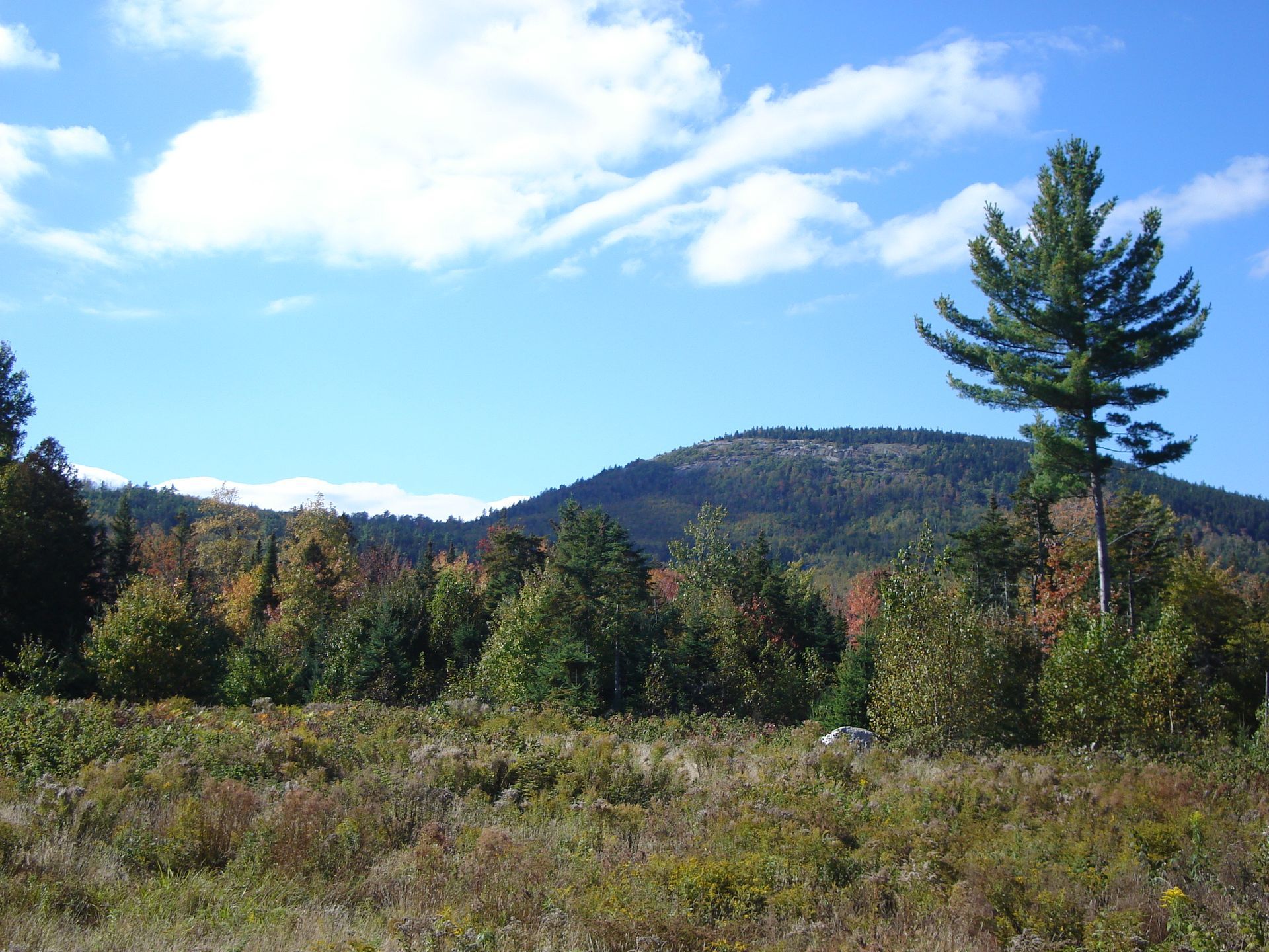 A field with trees and mountains in the background