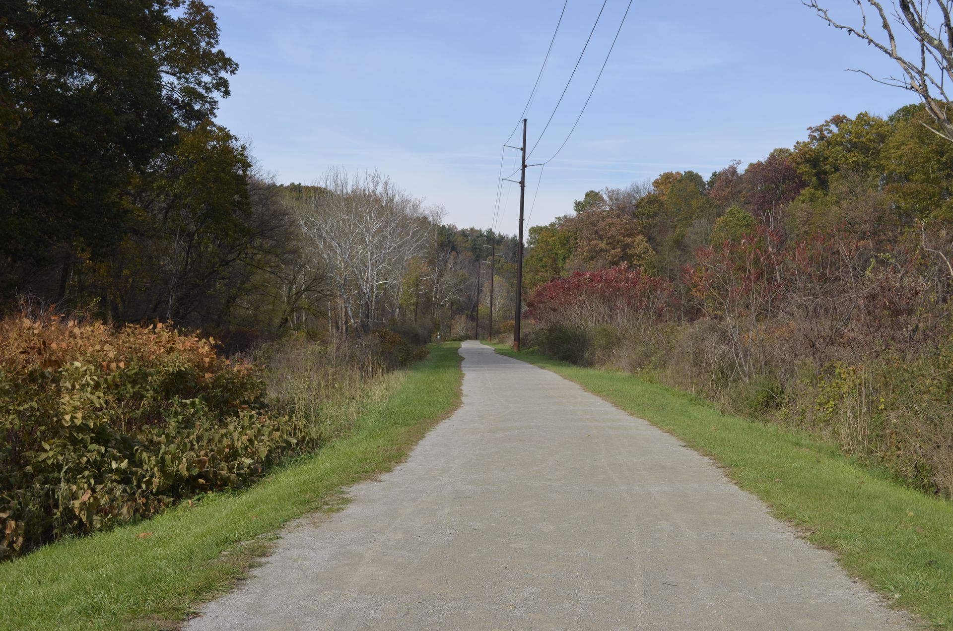 A dirt road going through a lush green forest.