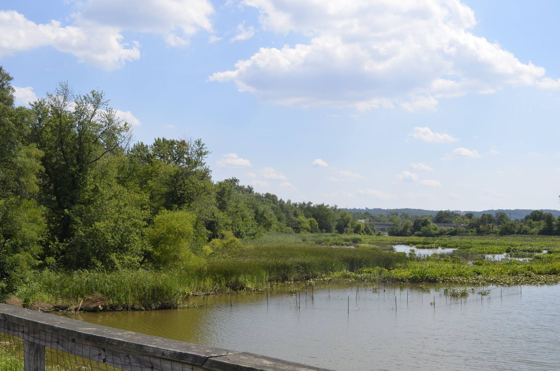 A large body of water surrounded by trees on a sunny day