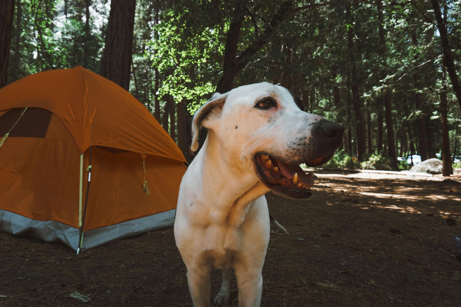 White dog with mouth open, next to an orange tent in a forest.