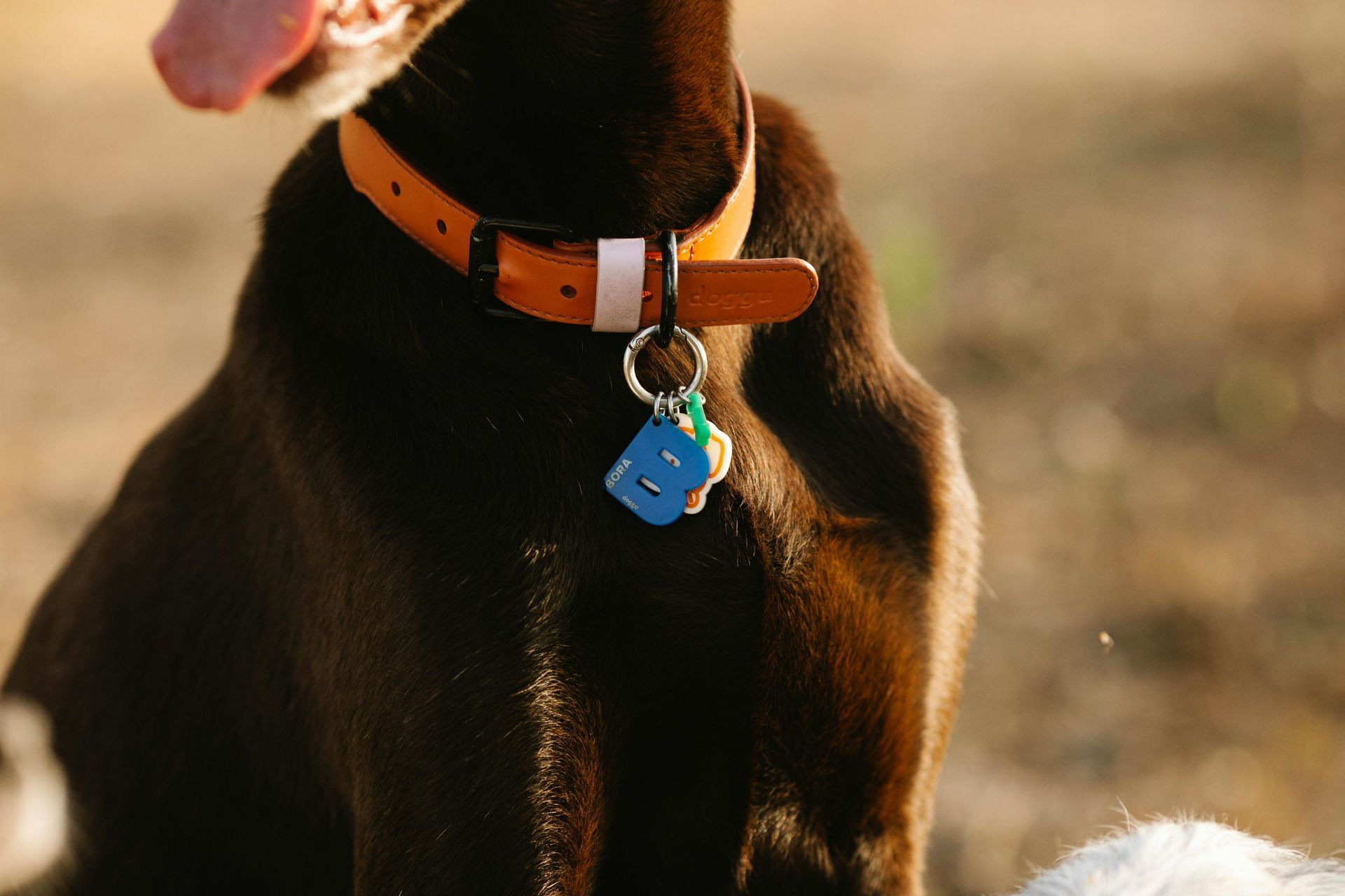 Brown dog wearing an orange collar with tags; outdoors, golden light.