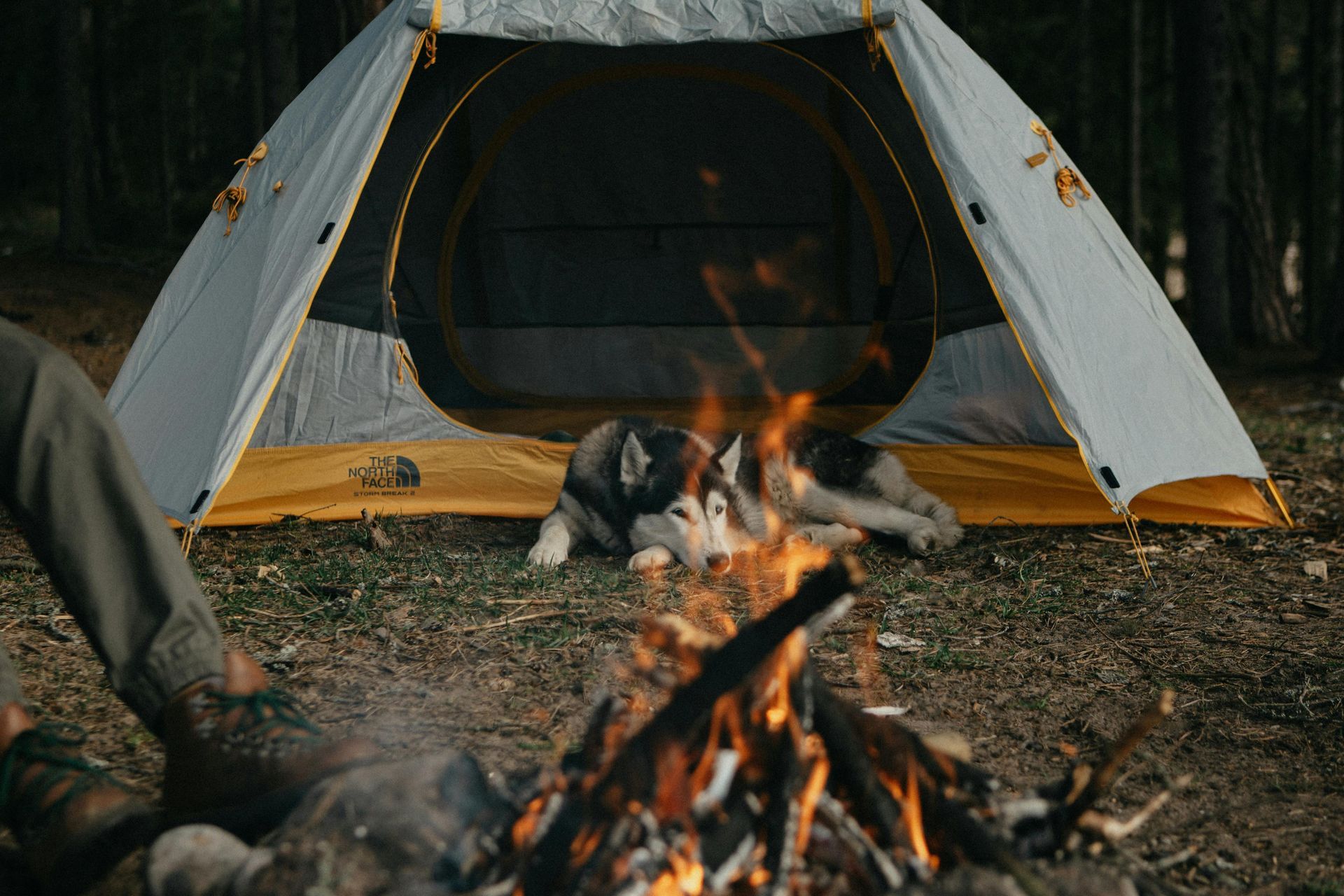 A campfire in front of a tent with a husky dog inside in a wooded area.