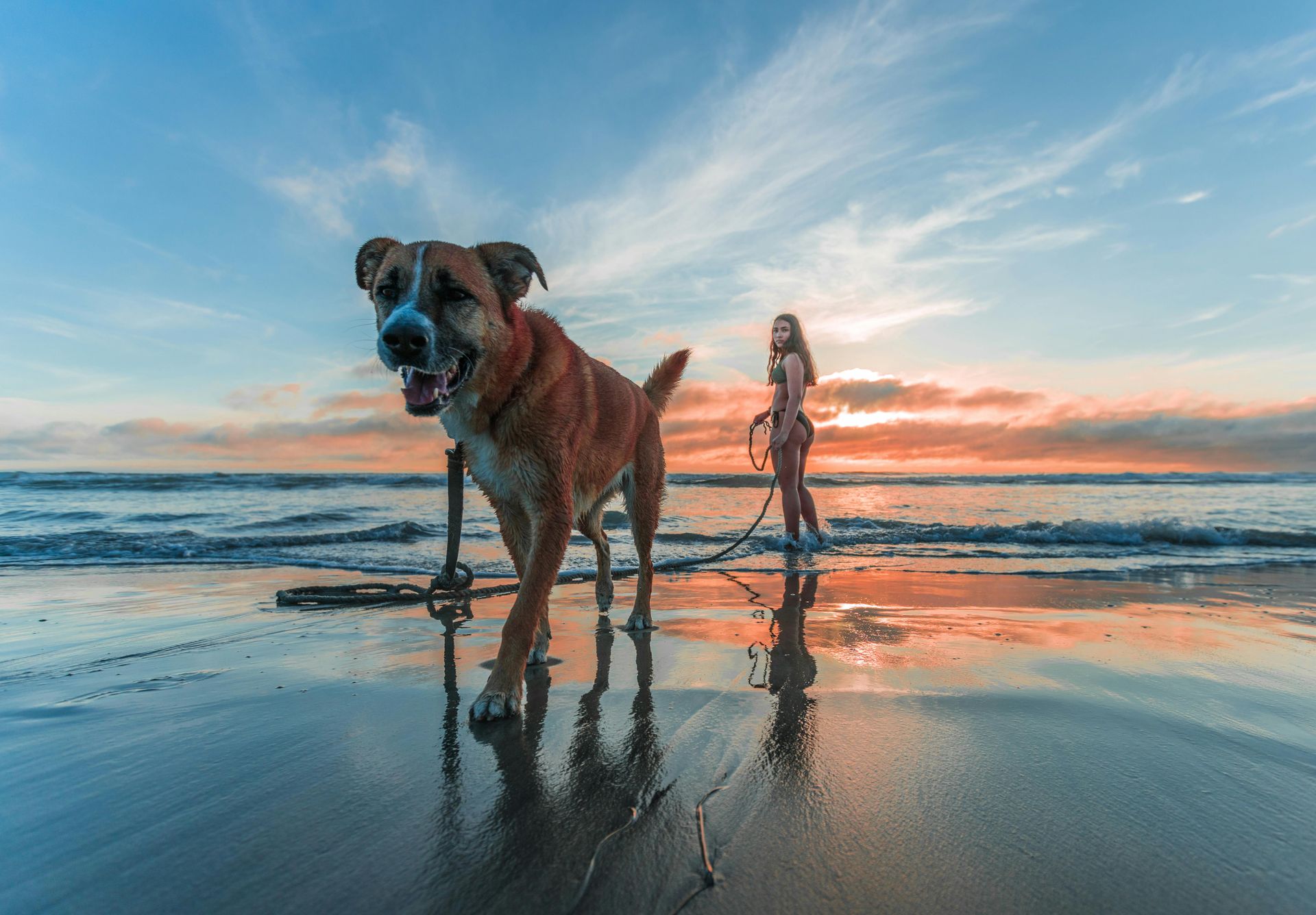 Dog walking on a beach at sunset, with a person in the background. Reflective wet sand and colorful sky.