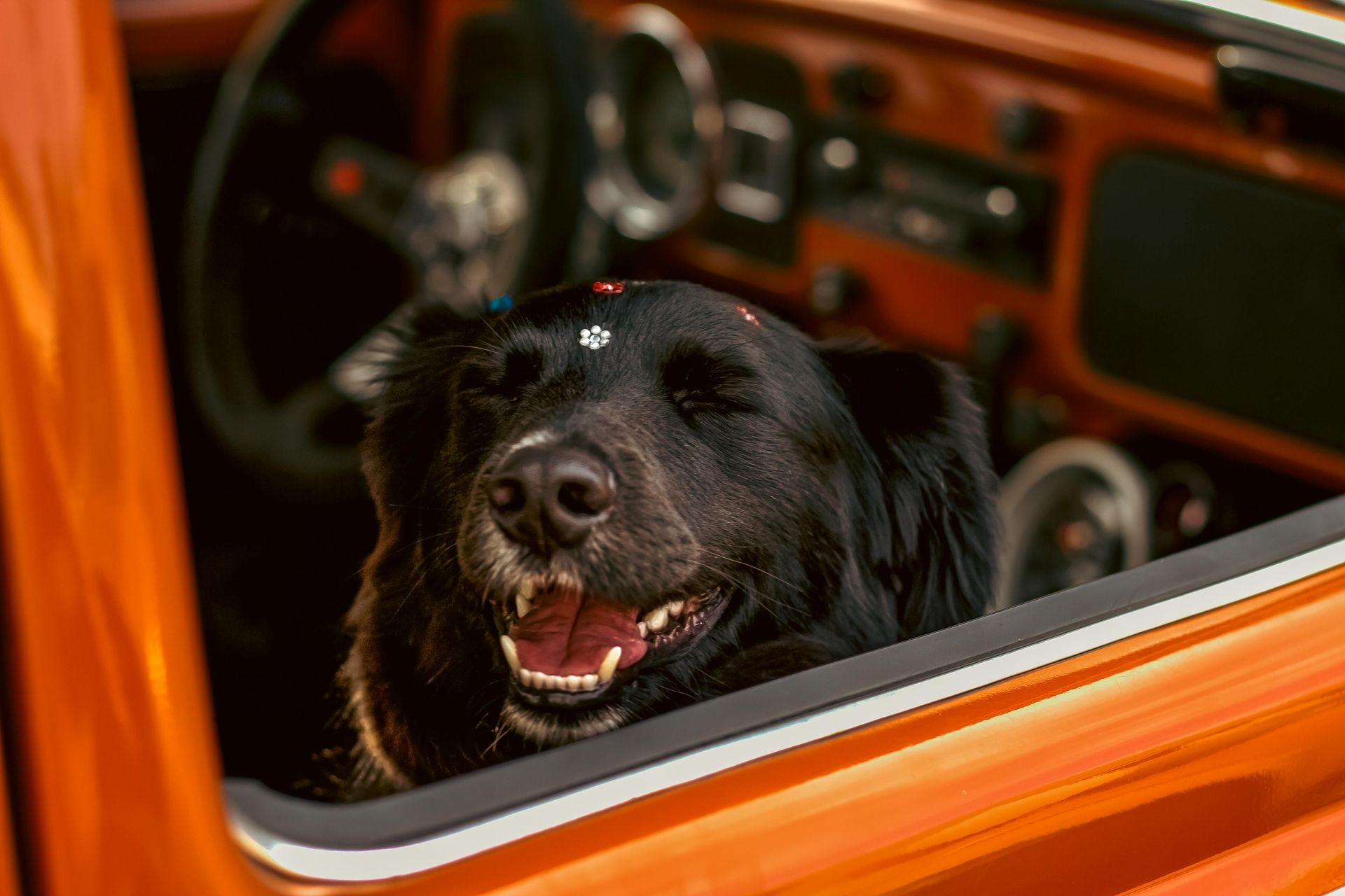 Black dog in orange car, smiling with eyes closed.