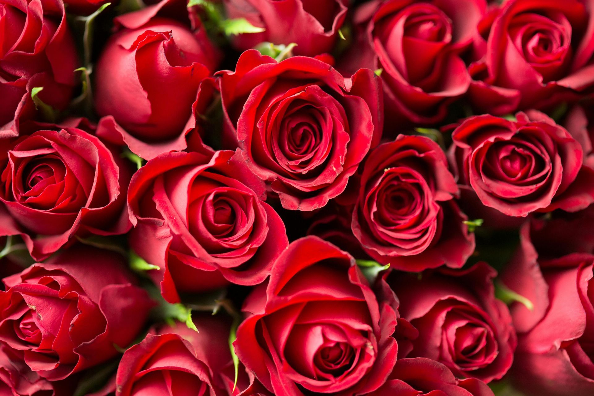 Close-up of vibrant red roses, tightly packed together.