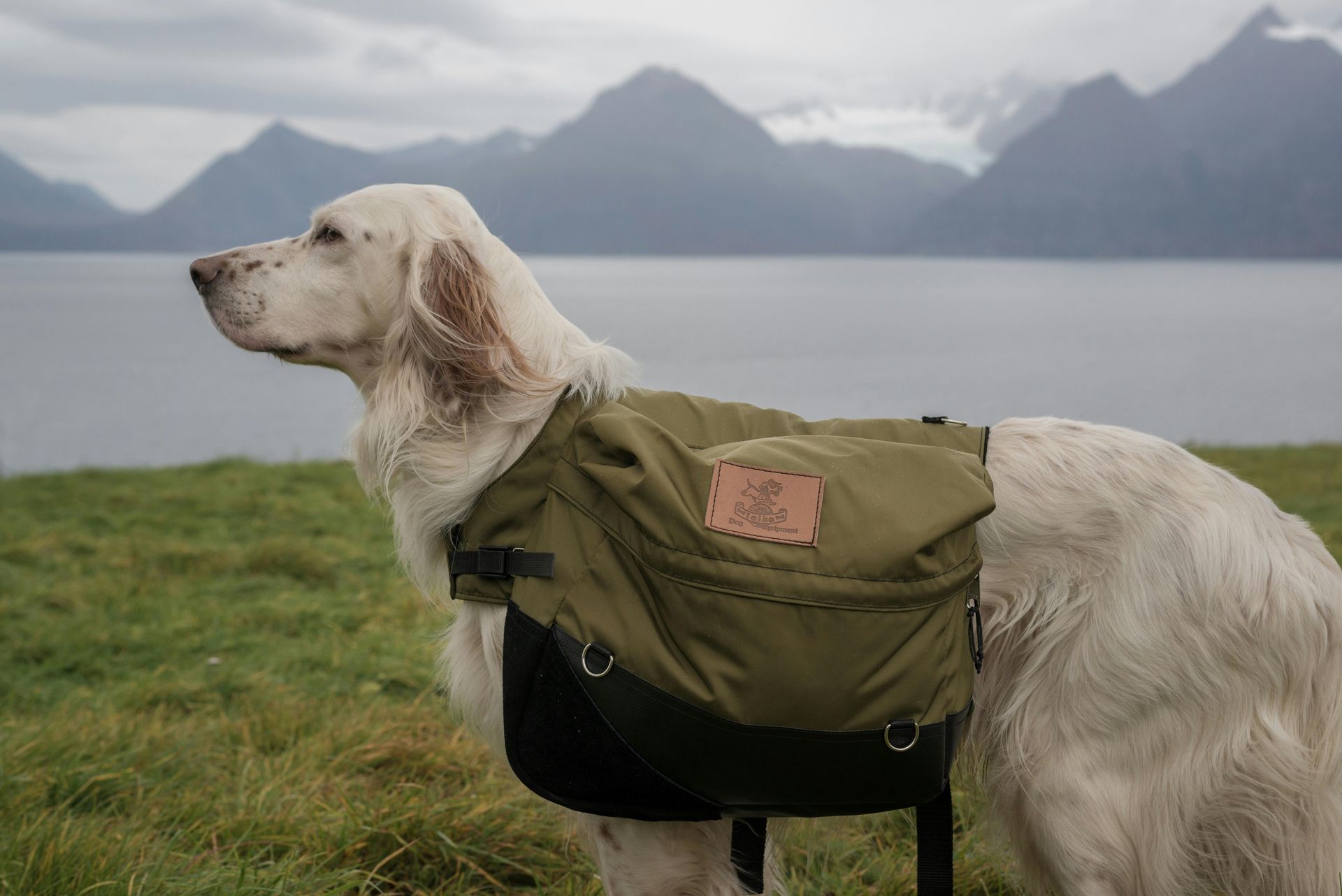 White dog with a green pack stands on a green field, lake and mountains in the background.