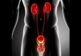 Una imagen generada por computadora de los riñones y el sistema urinario de un hombre.