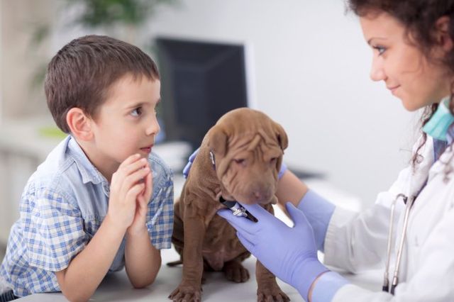 how much is a check up for a dog