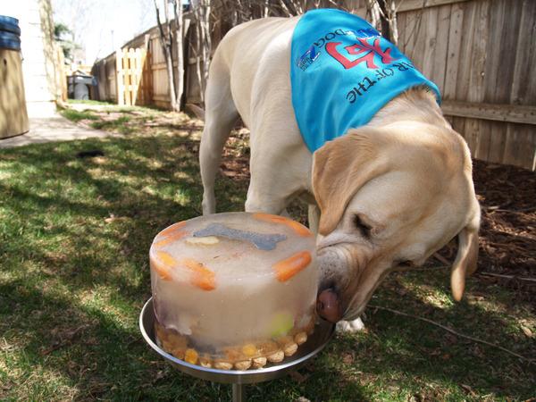 is it safe for dogs to eat ice cubes