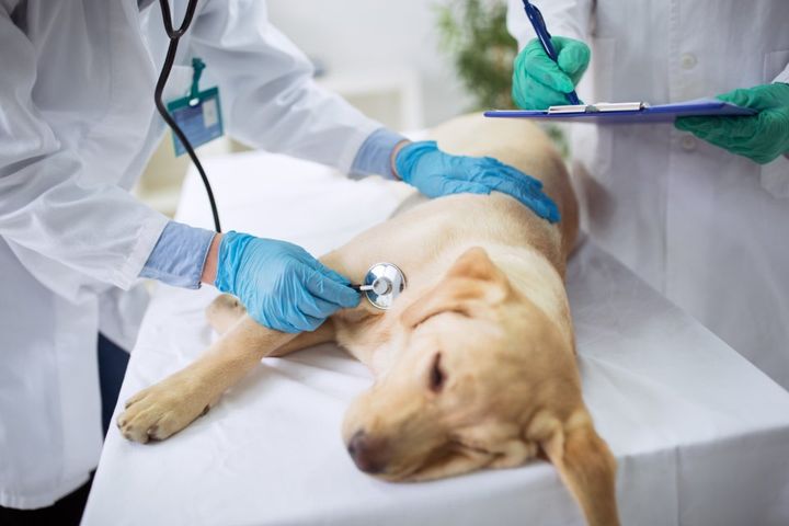 visita veterinaria cane