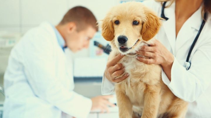vaccinazioni animali domestici