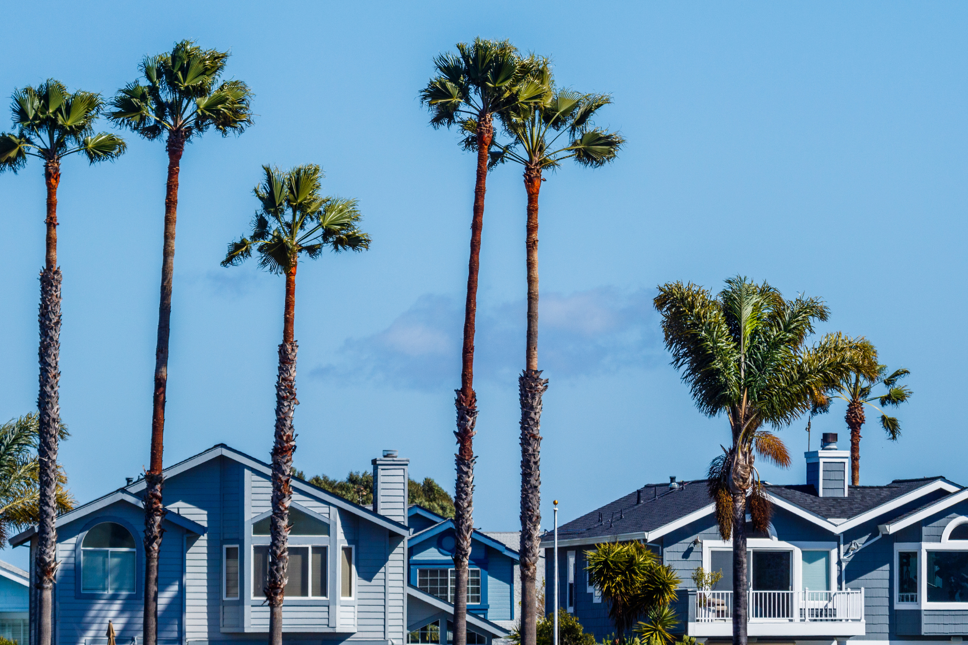 A row of blue houses with palm trees in front of them