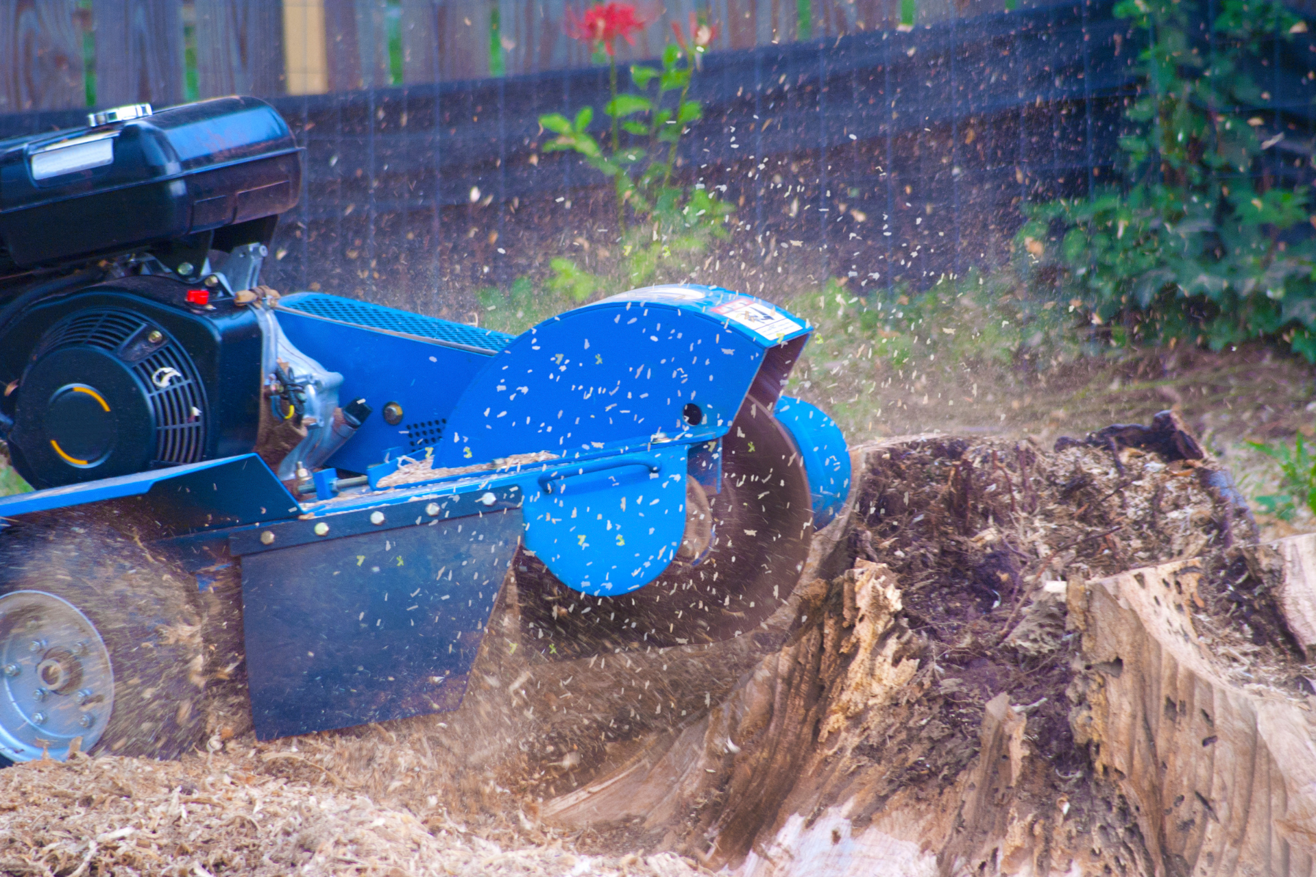 A blue stump grinder is grinding a tree stump in a backyard.