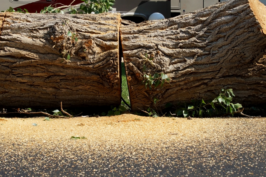 A large log that has been cut in half sits on the ground