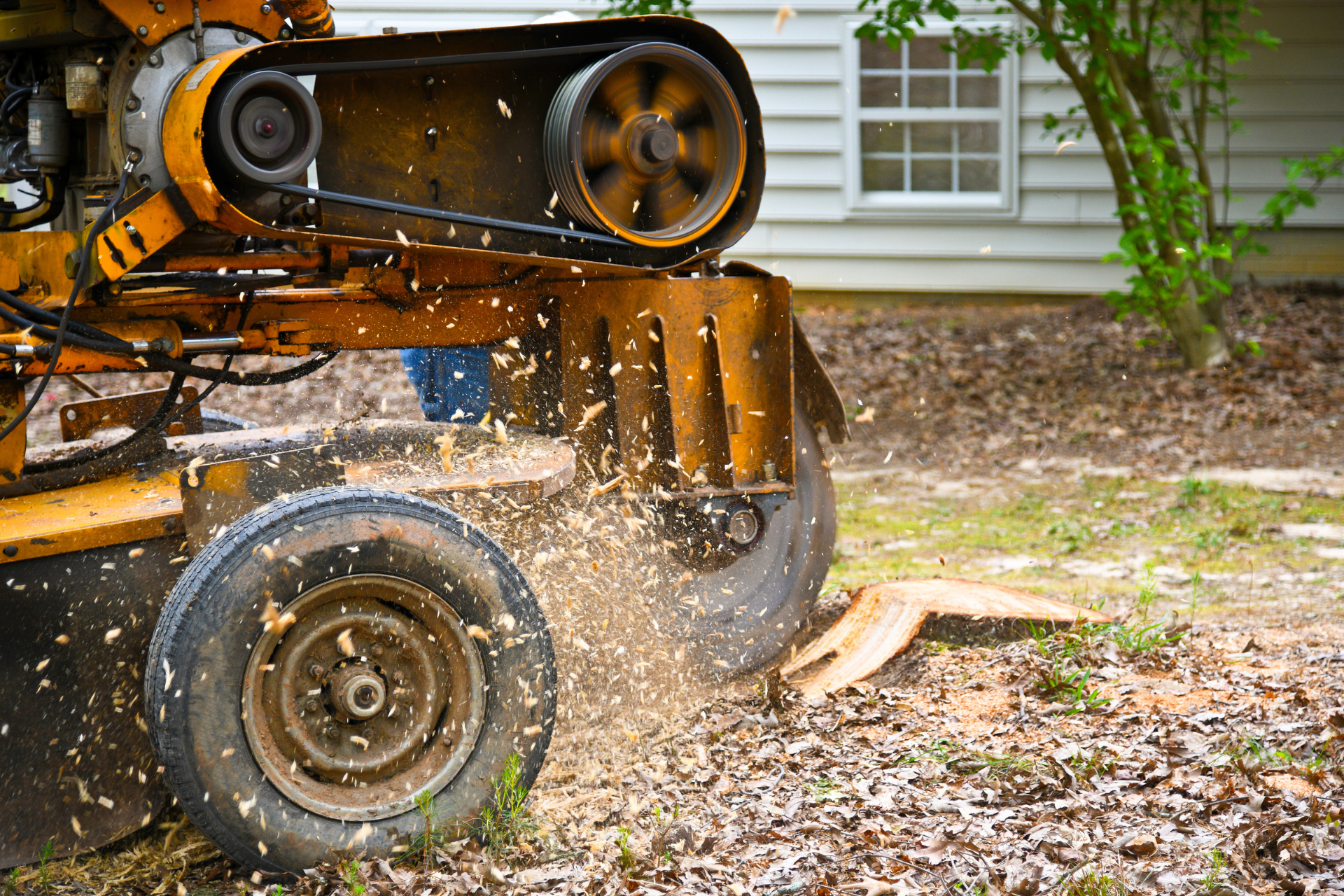 A tree stump grinder is grinding a tree stump in front of a house.