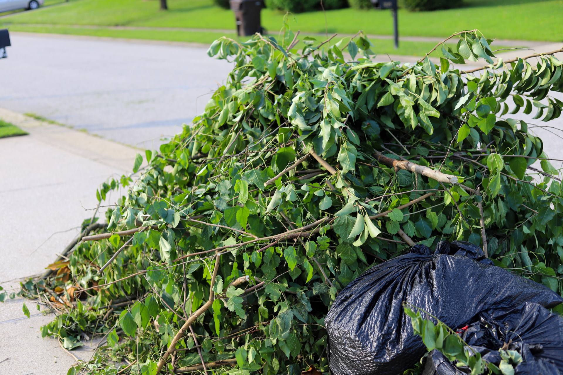A pile of branches and leaves on the sidewalk next to a black trash bag.