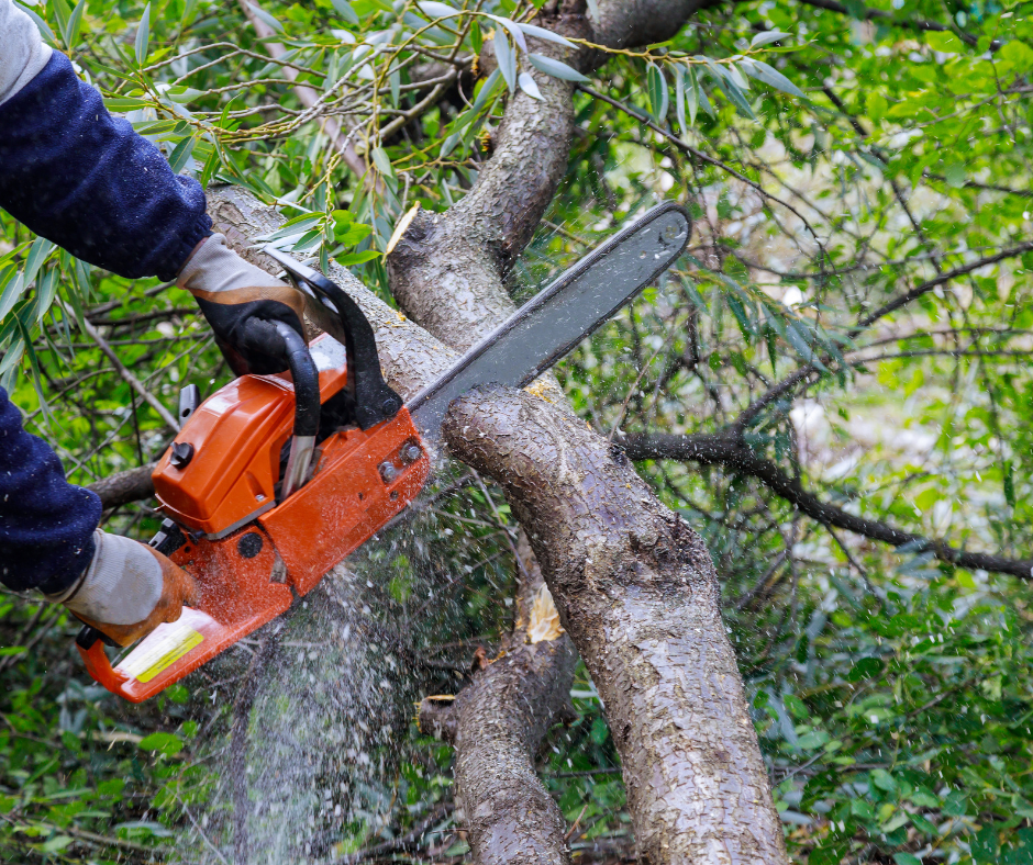A person is cutting a tree with a chainsaw.