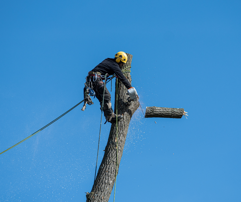 A man is cutting down a tree with a chainsaw.