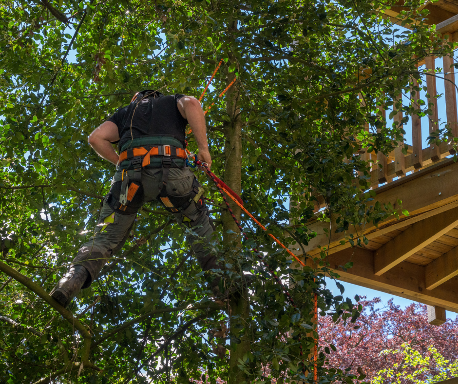 A man is climbing a tree with a rope attached to it.